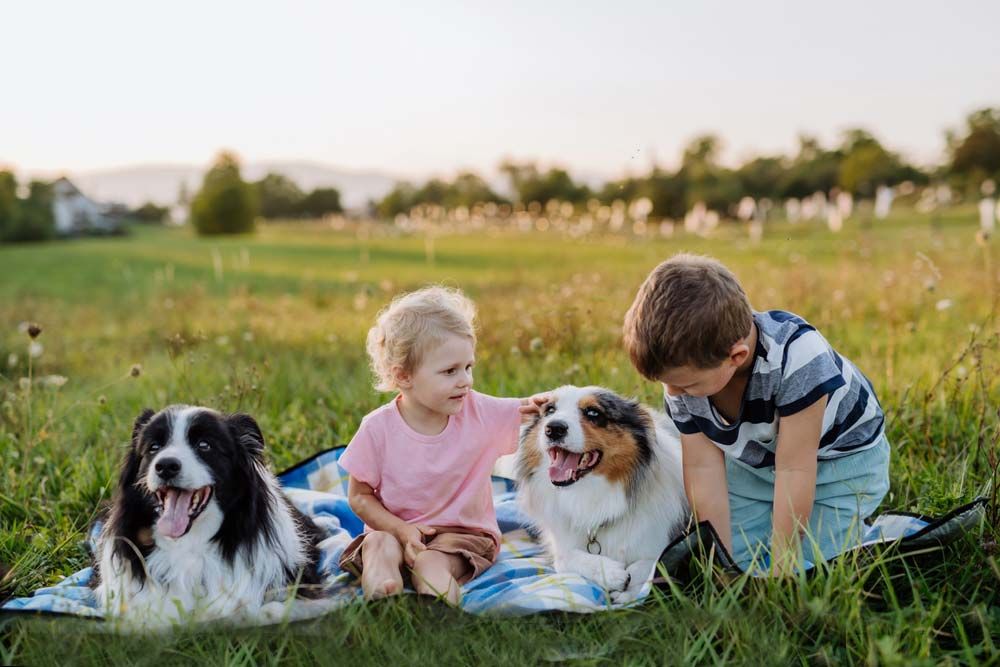 Border collie ninios