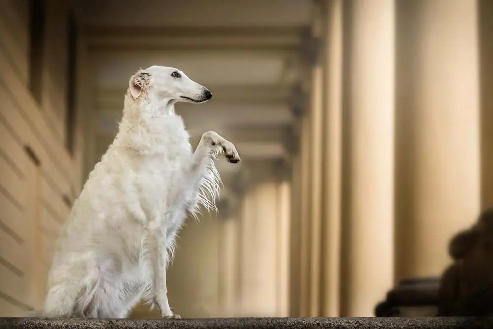 Borzoi