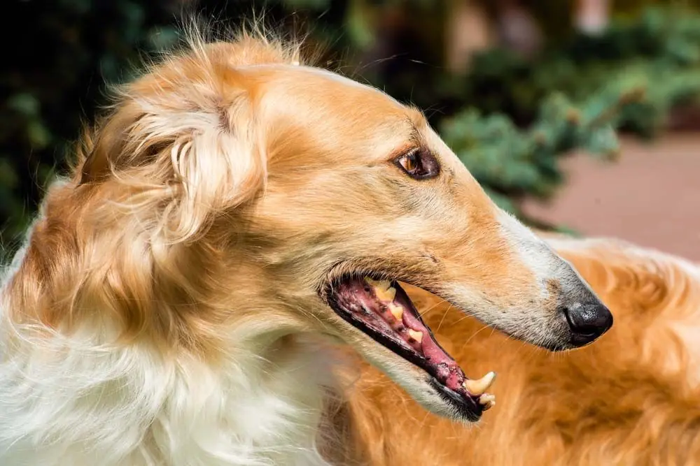 Borzoi
