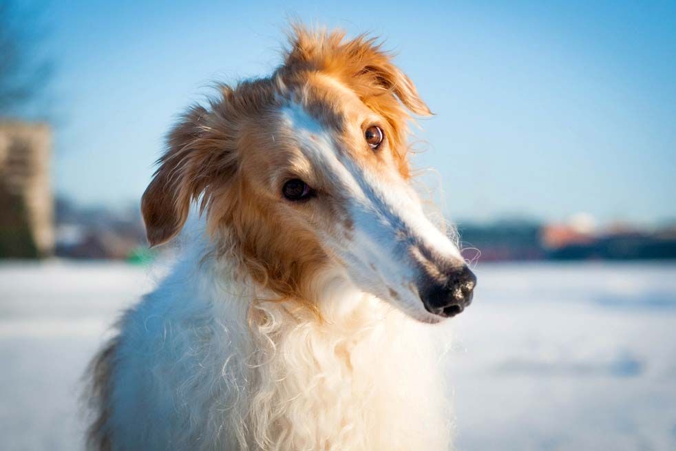 Borzoi