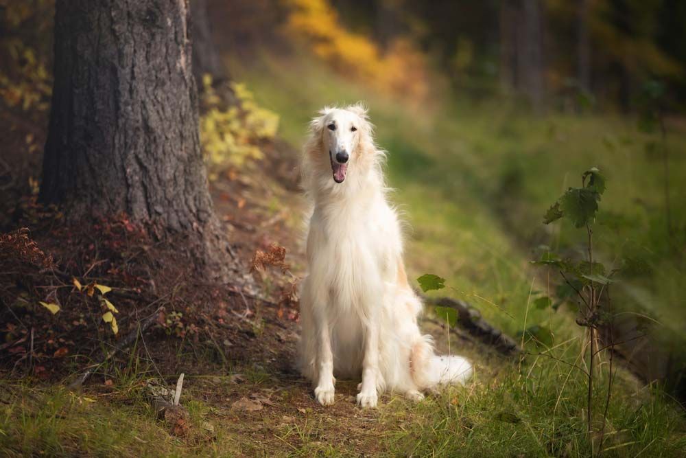 Borzoi