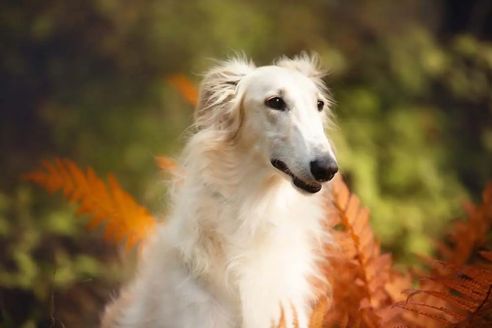 Borzoi