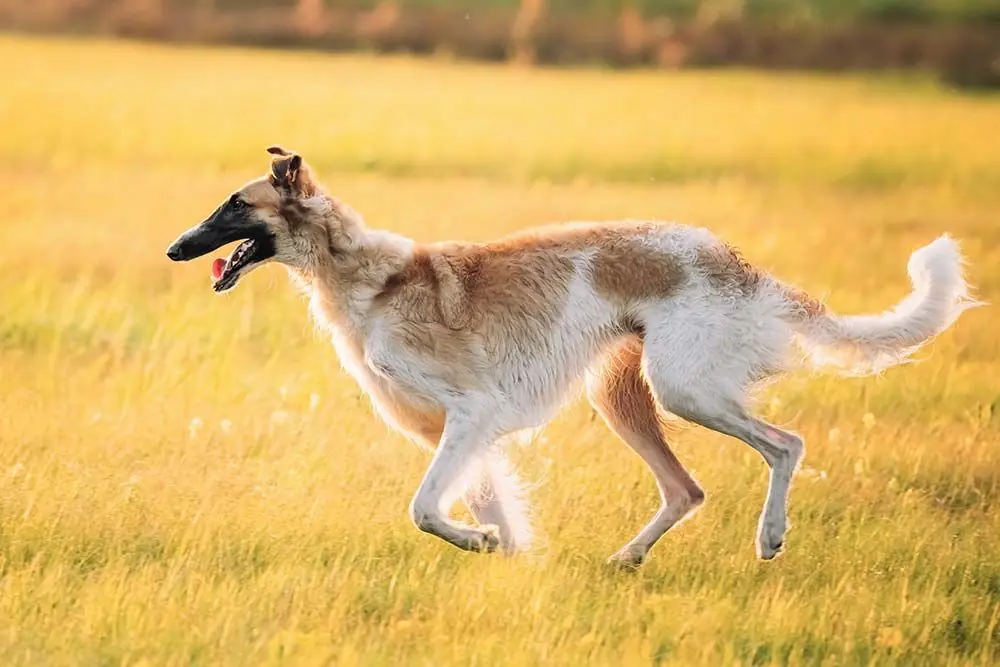 Borzoi entrenamiento