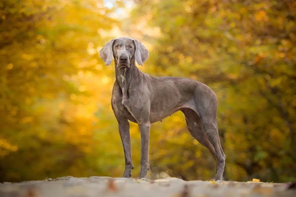 Braco Weimaraner
