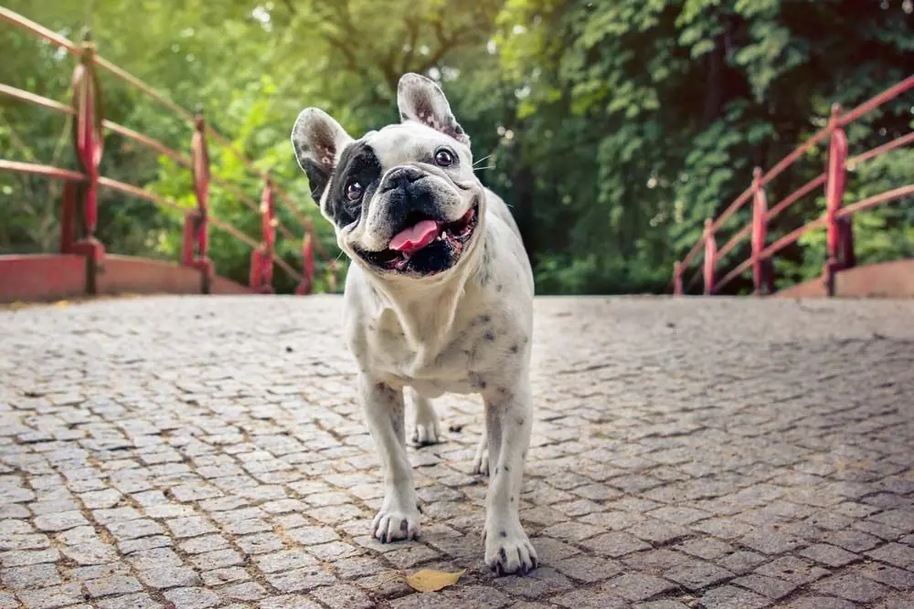 Bulldog frances