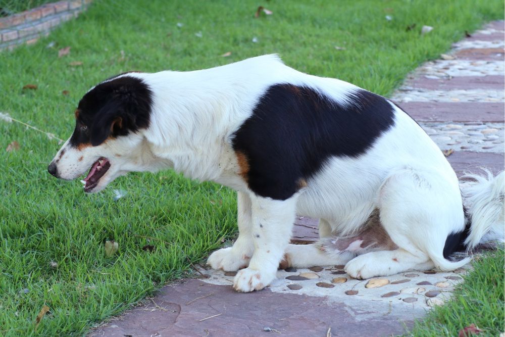Causas de la regurgitacion en perros