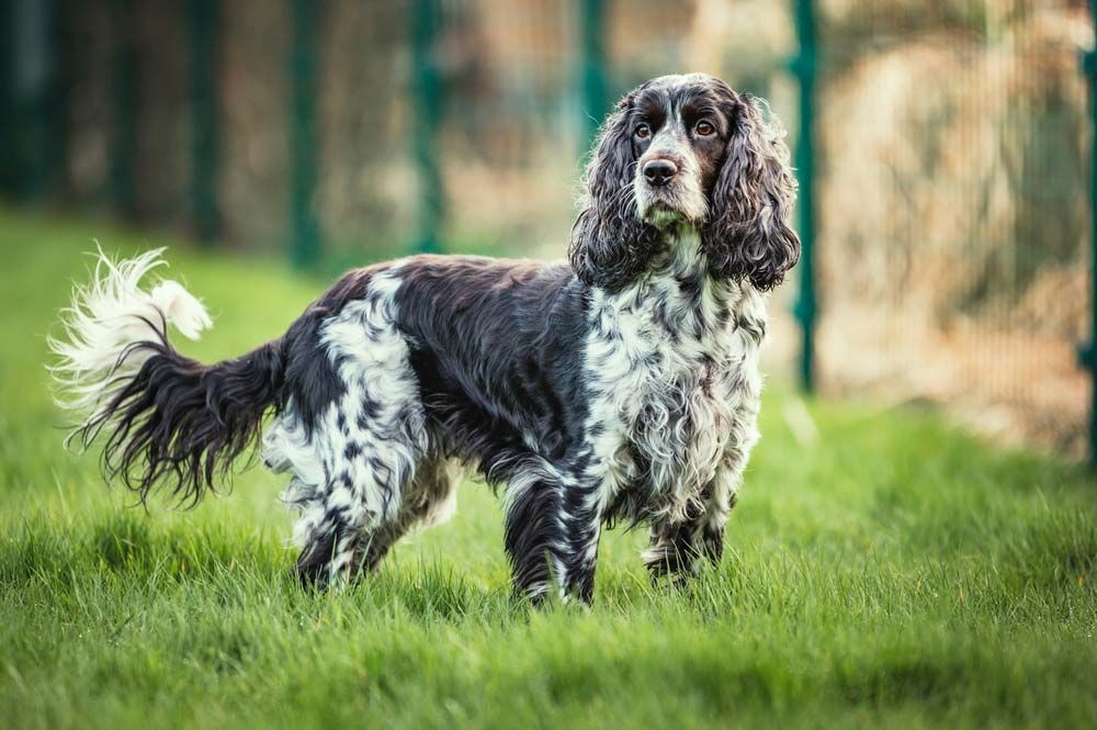 Cocker spaniel