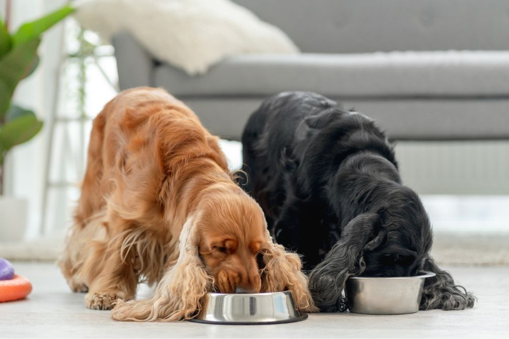 Comida en Ambientes Tranquilos