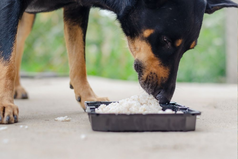 Como alimentar a mi perro cuando tiene vomito