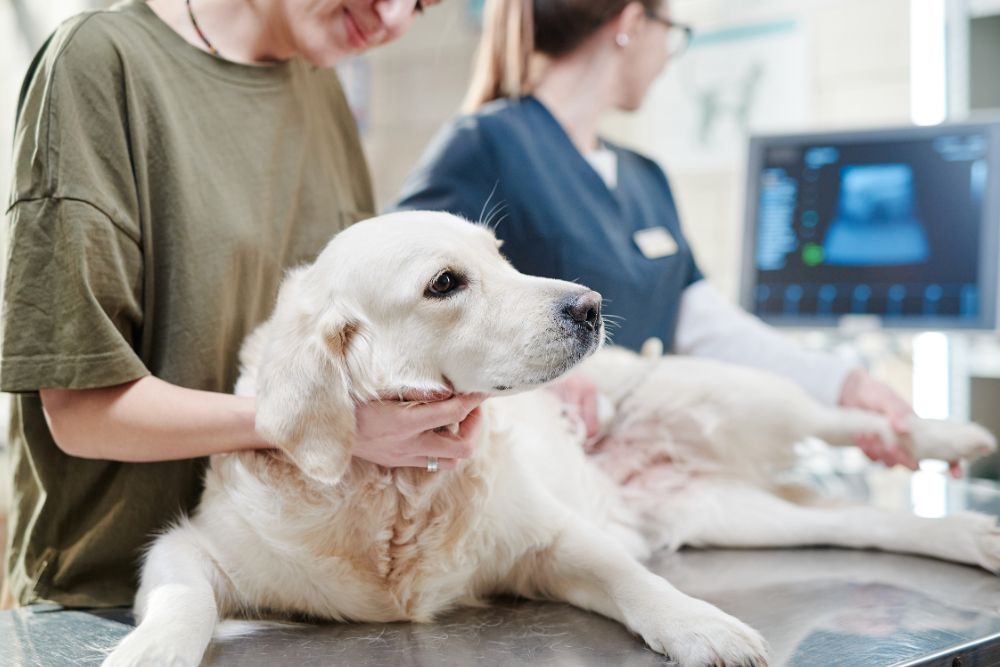 Cuando deberia llevar a mi perro al veterinario por vomito