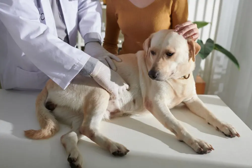 Cuando debes consultar a un veterinario