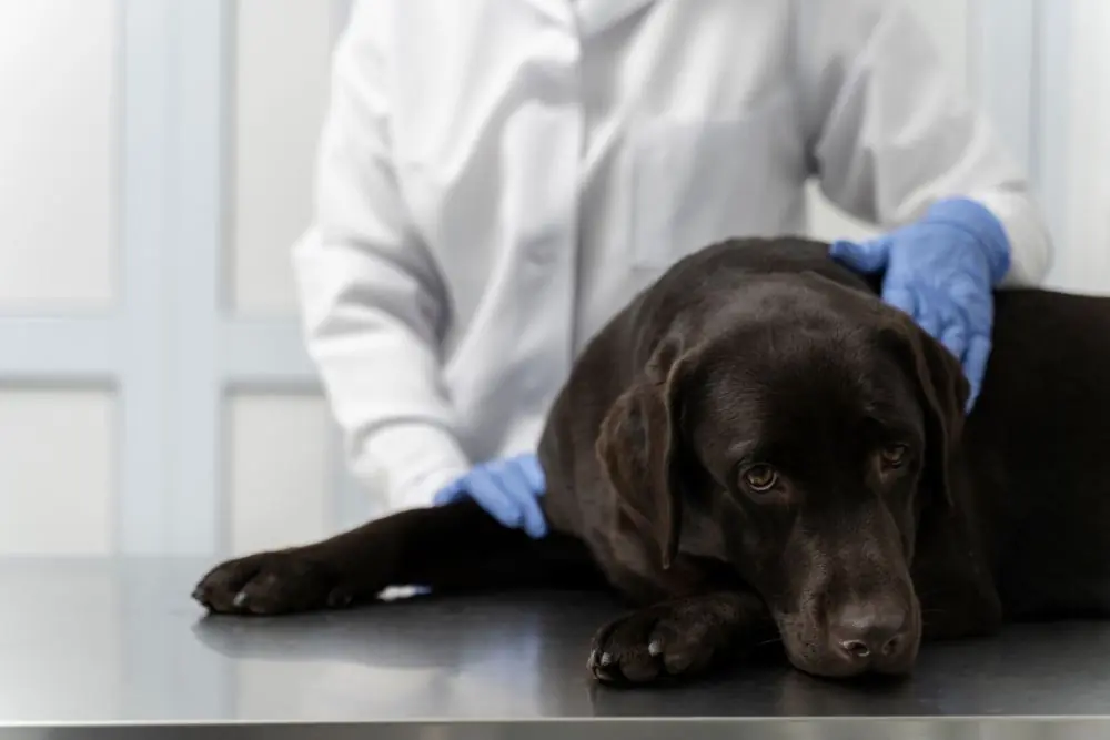 Cuando debo preocuparme si mi perro regurgita ocasionalmente