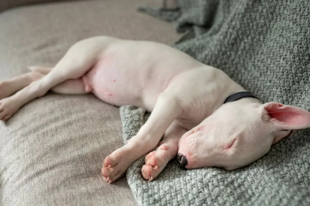 Cuidados especificos para cachorros y nematodos barriga hinchada perro