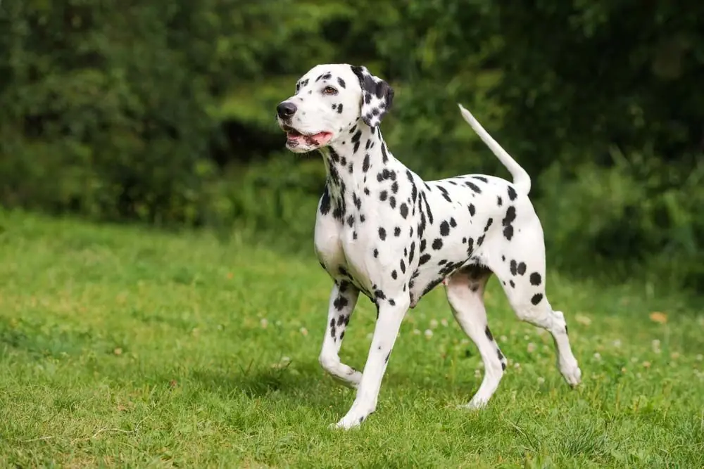 Dalmata