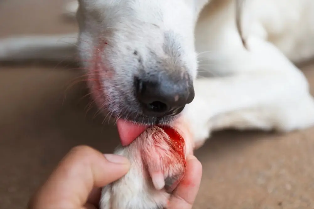 Danos en la piel y las patas