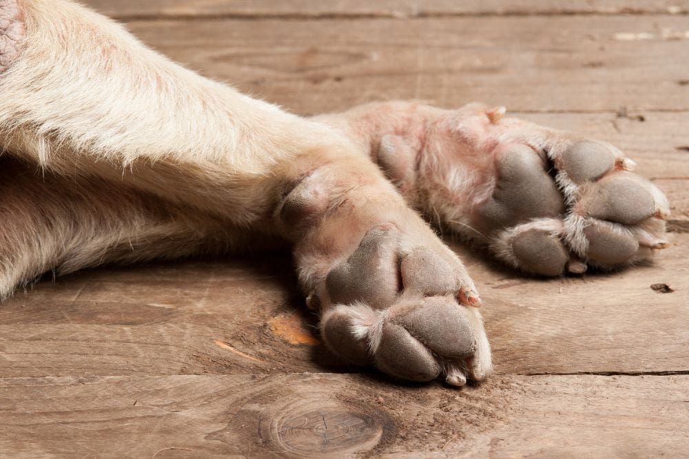 Debo preocuparme si mi perro se lame las patas ocasionalmente