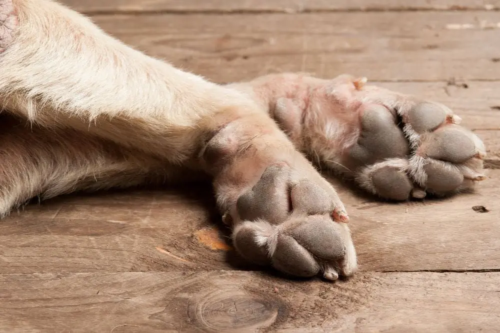 Debo preocuparme si mi perro se lame las patas ocasionalmente