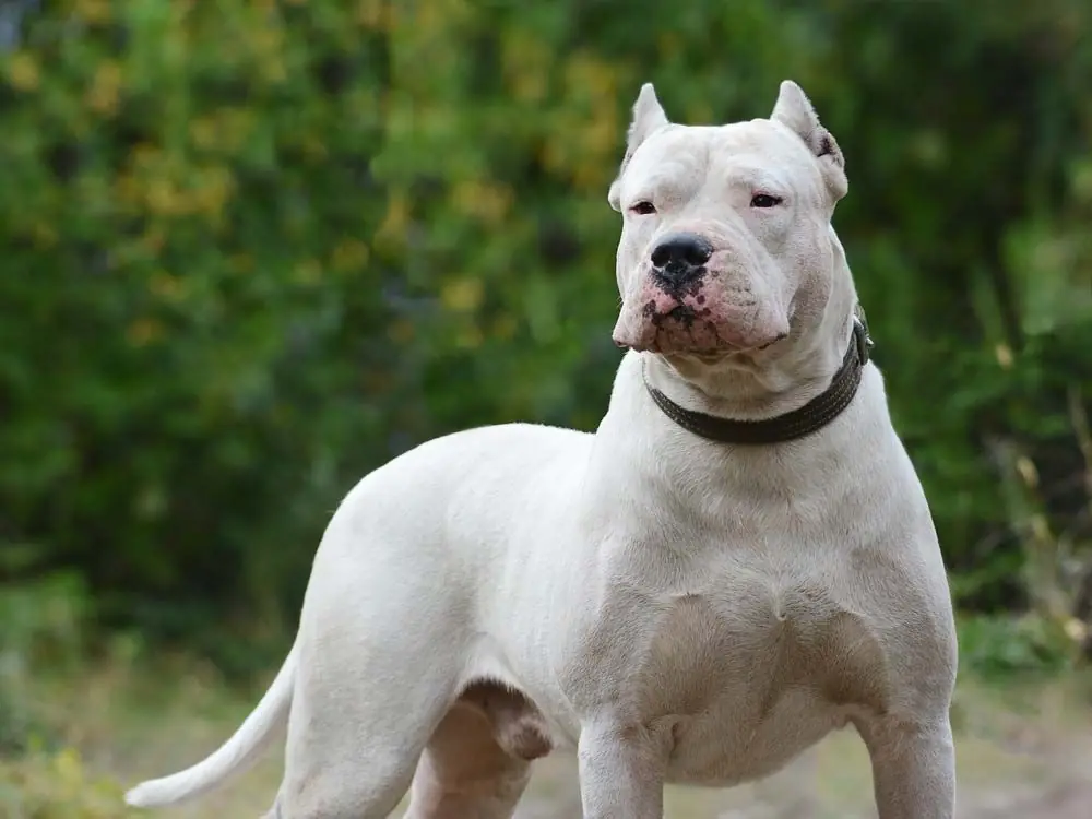 Dogo argentino