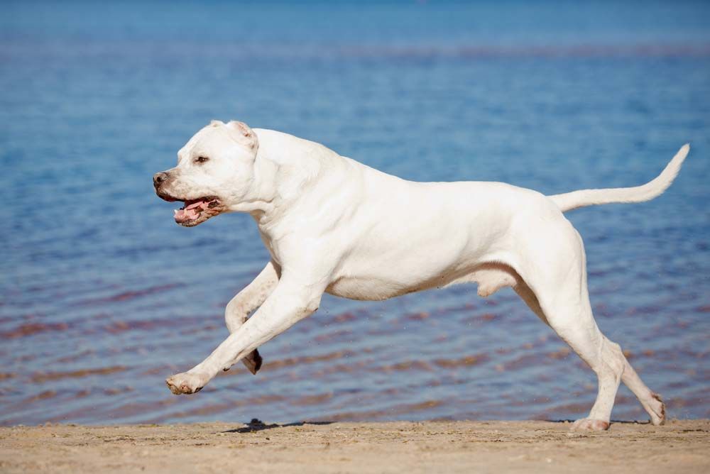 Dogo argentino