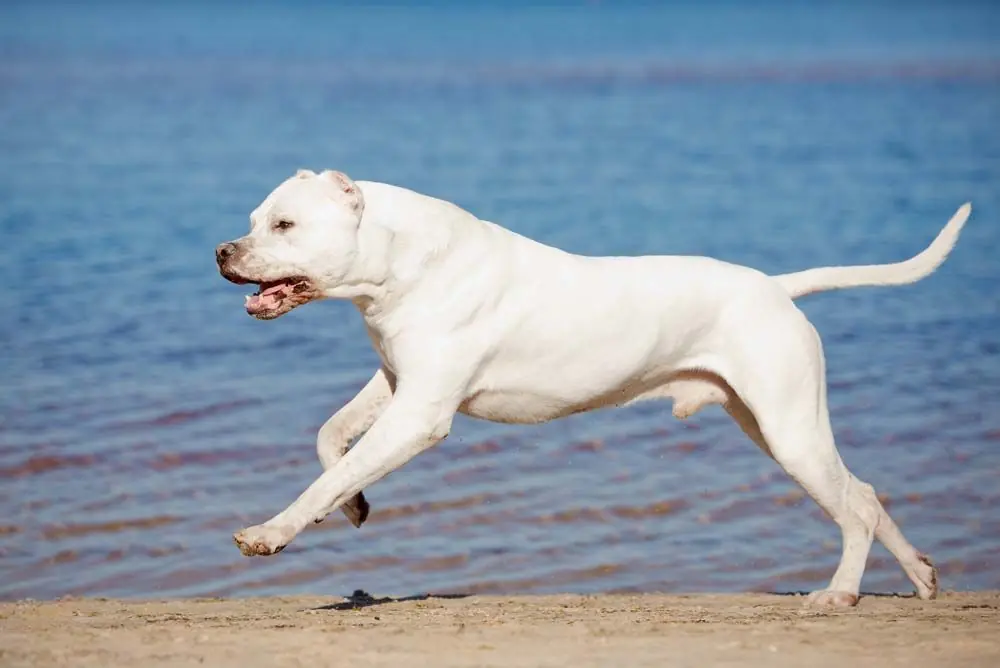 Dogo argentino