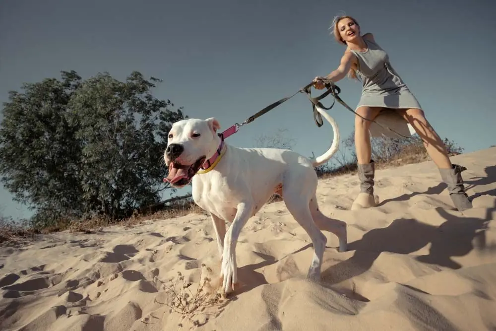 Dogo argentino