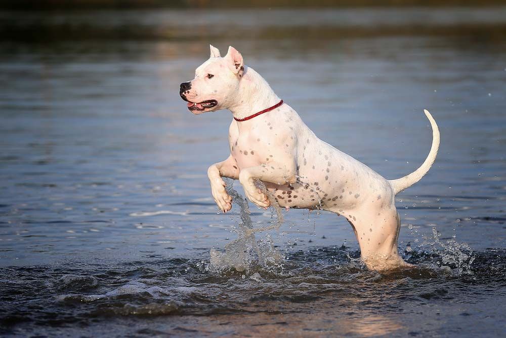 Dogo argentino