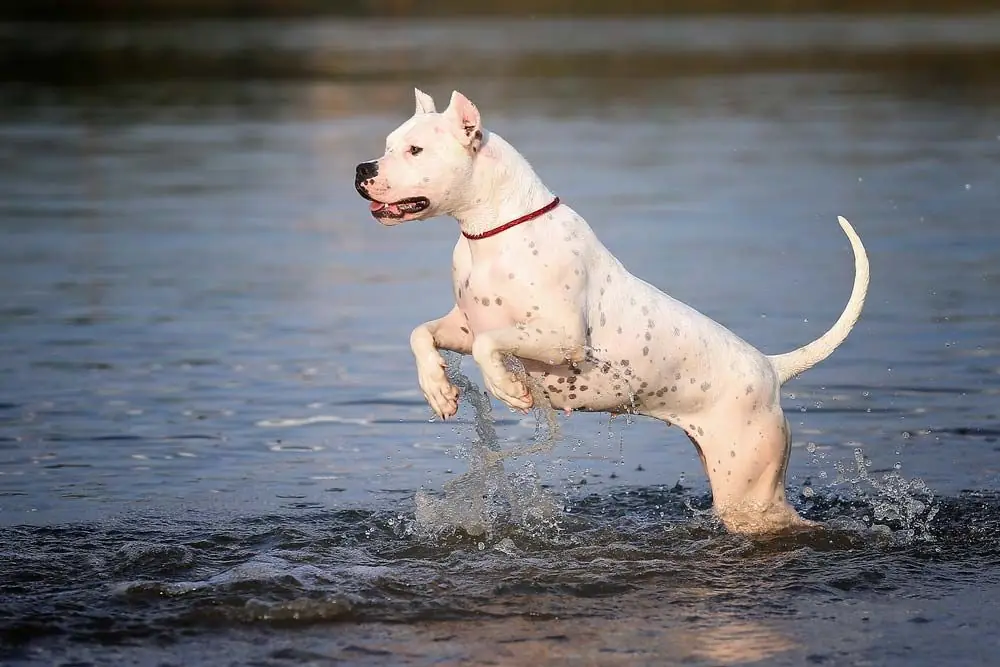 Dogo argentino