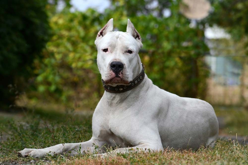 Dogo argentino