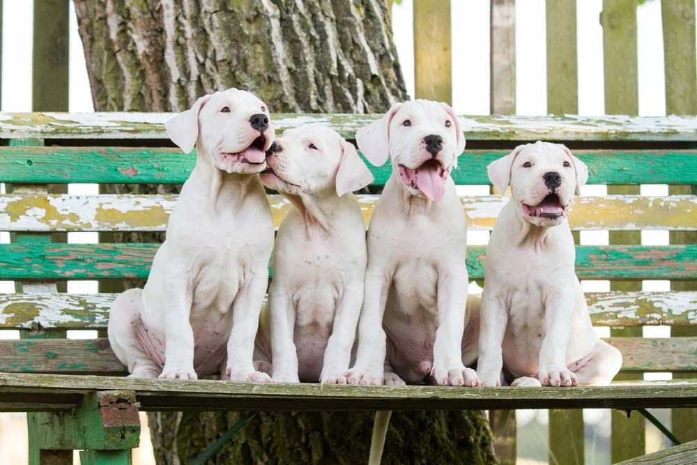 Dogo argentino