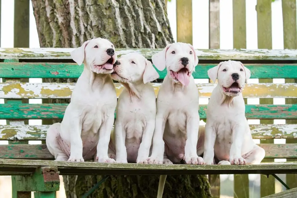 Dogo argentino