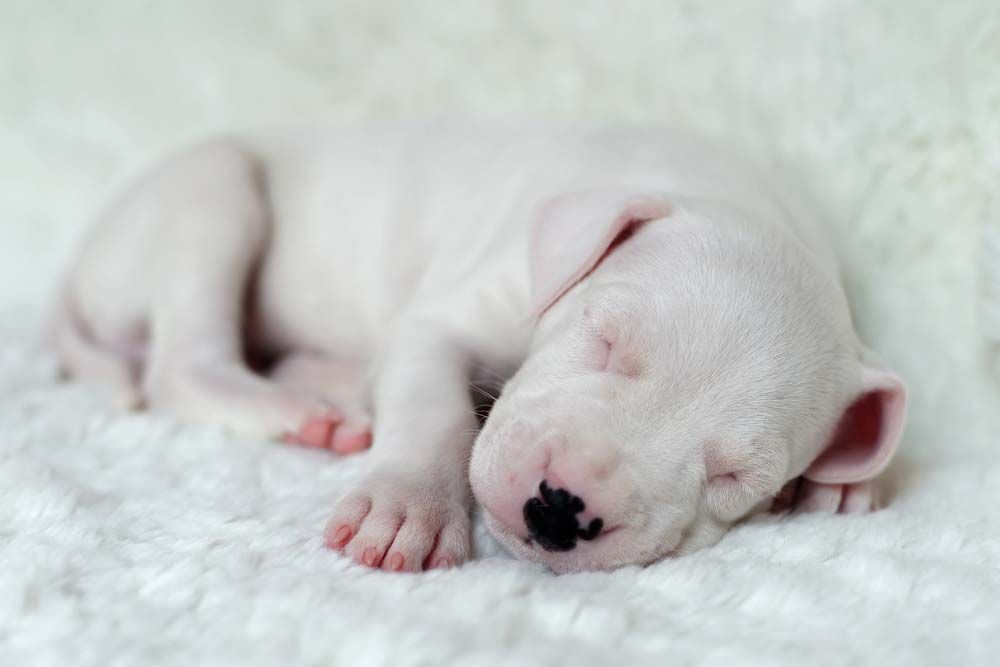 Dogo argentino