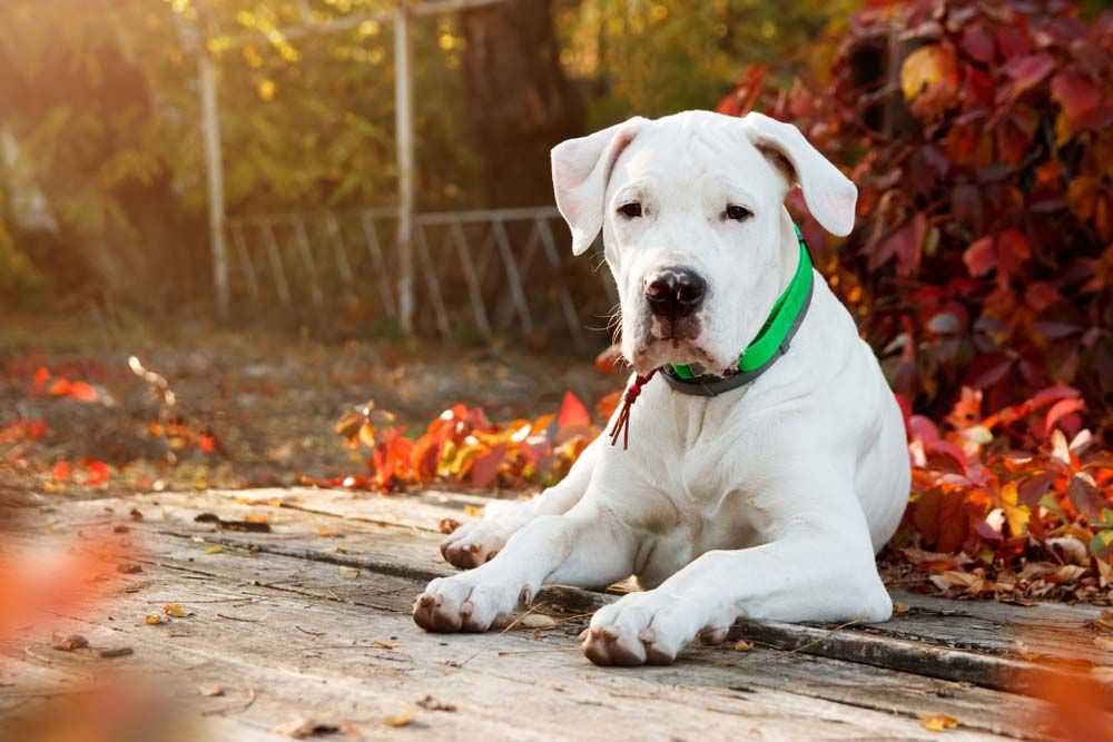 Dogo argentino