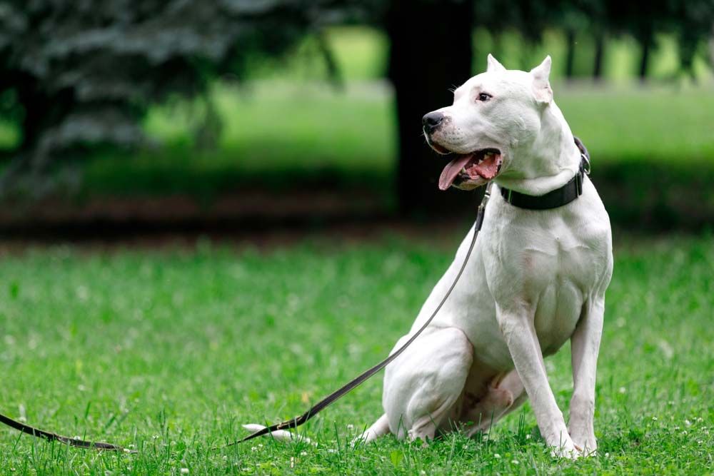 Dogo argentino