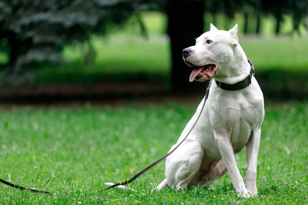 Dogo argentino