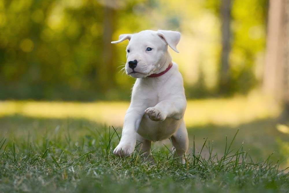 Dogo argentino