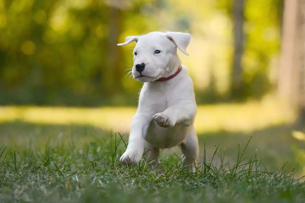 Dogo argentino