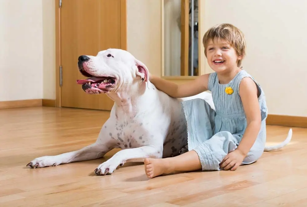 Dogo argentino caracter