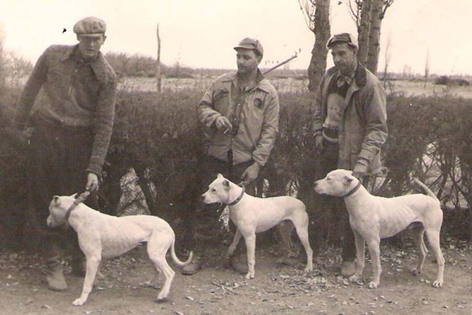 Dogo argentino historia