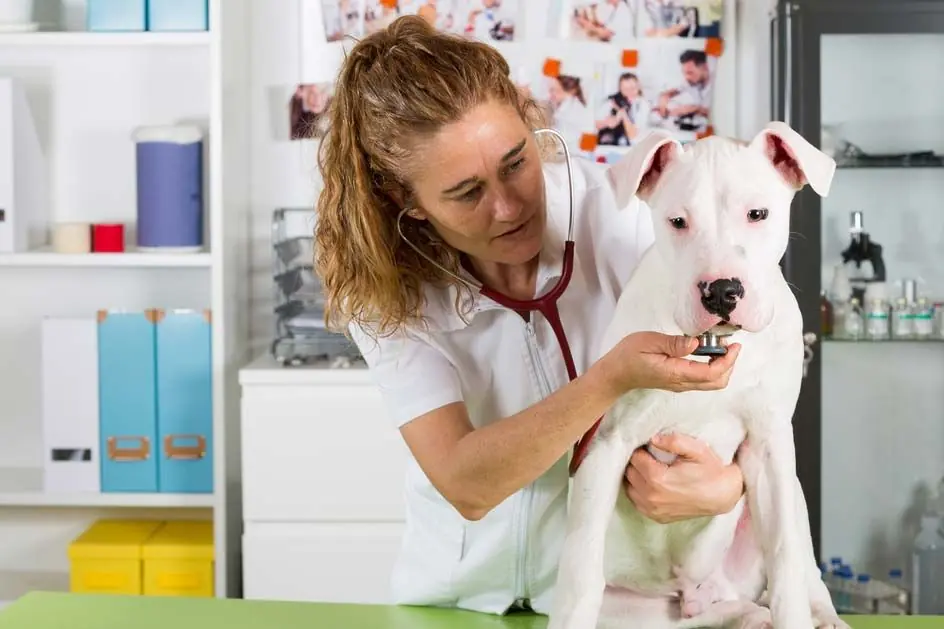 Dogo argentino salud