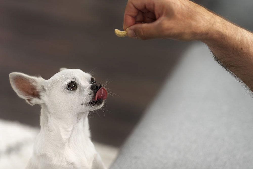 Evita darle restos de comida humana