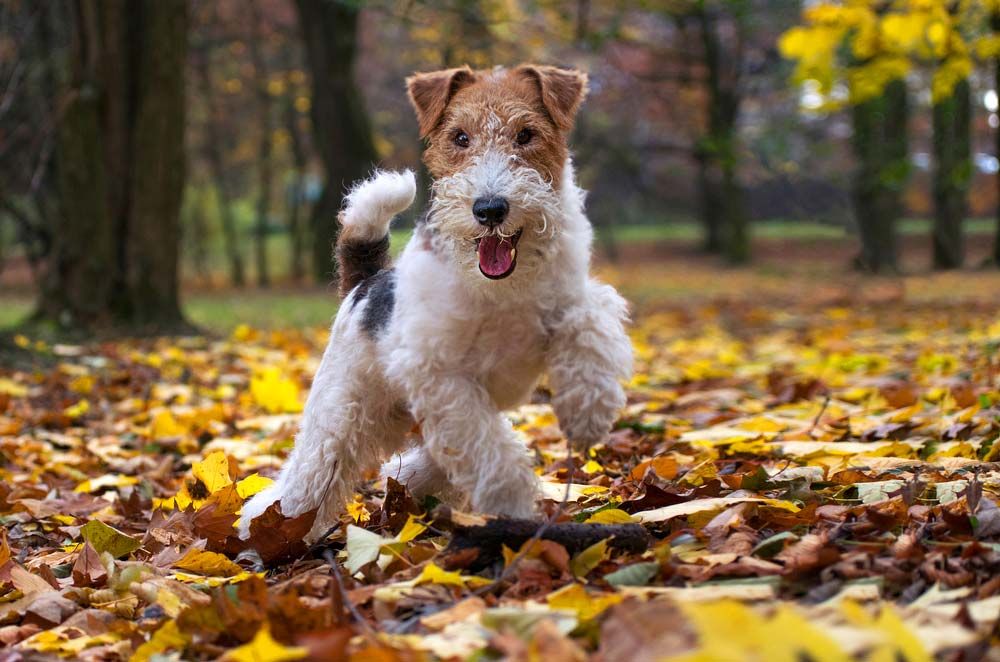 Fox terrier