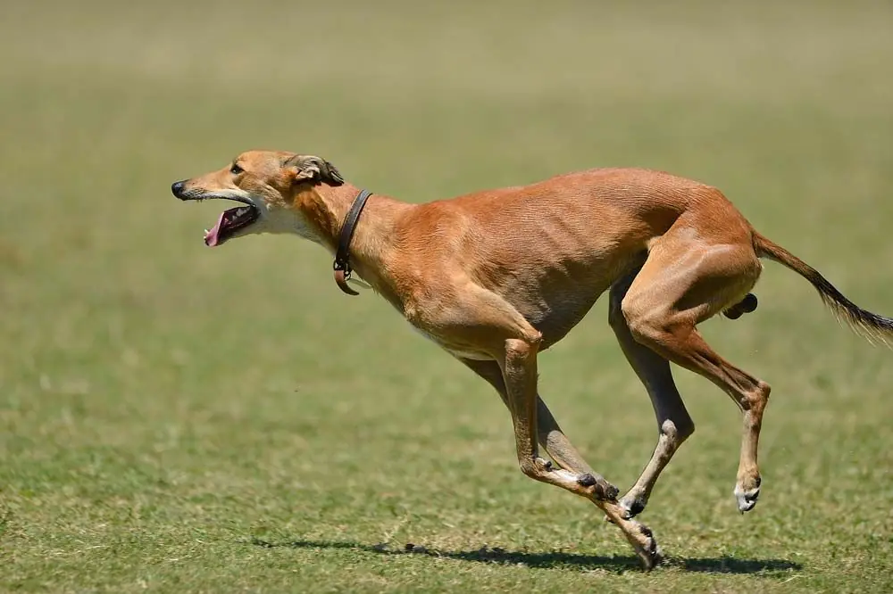 Galgo