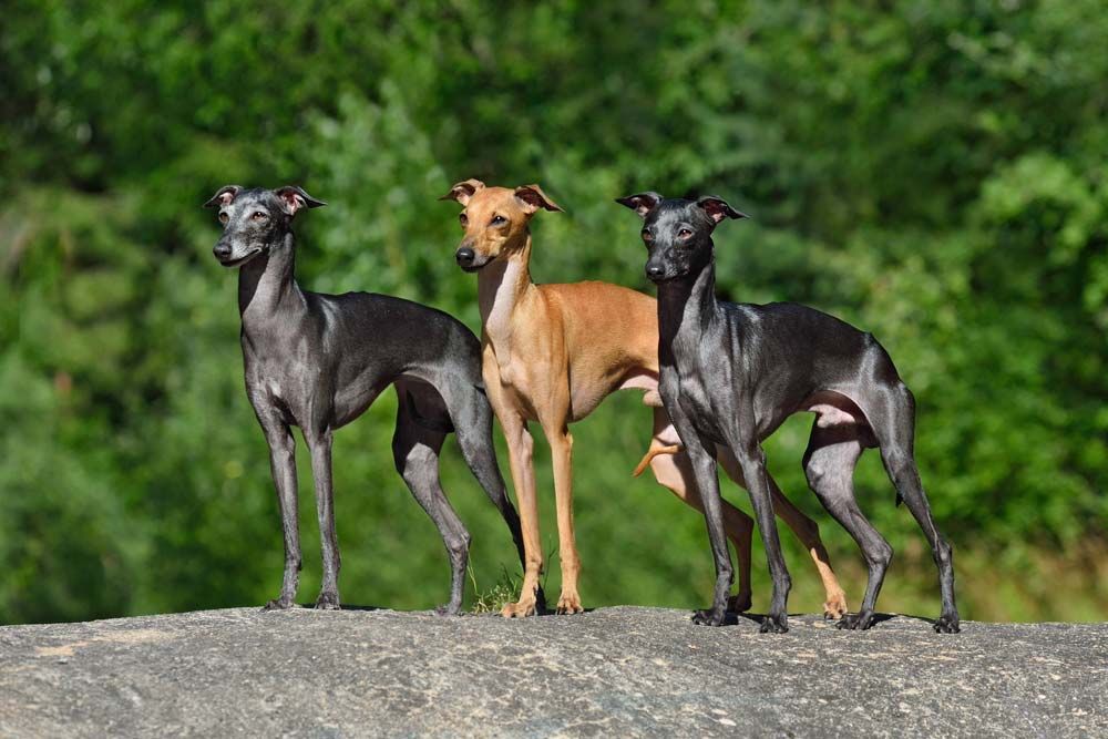 Galgo