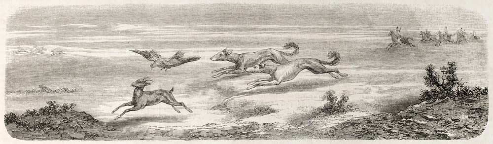 Galgo Cachorro antigua