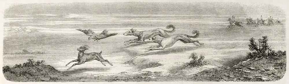 Galgo Cachorro antigua