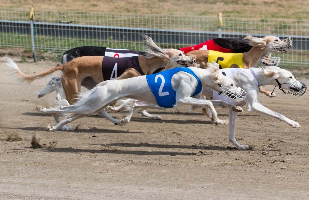 Galgo Cachorro carrera