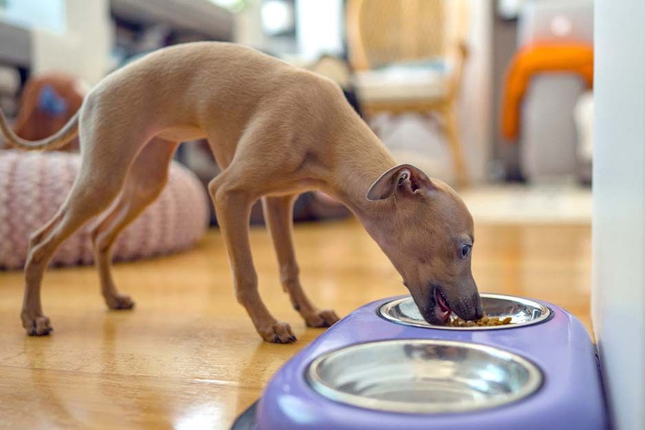 Galgo Cachorro comiendo