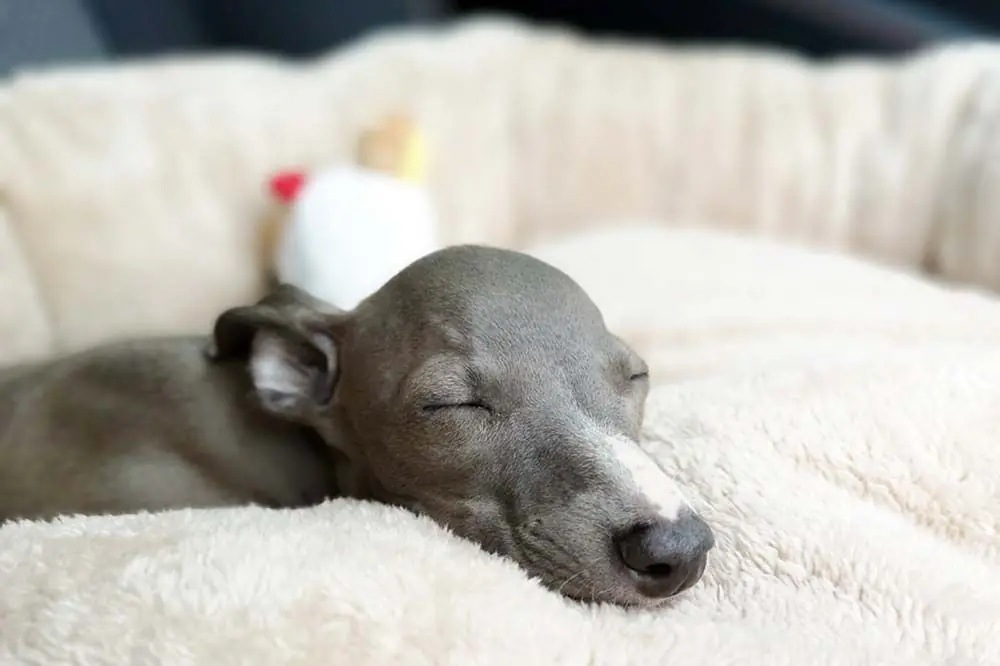 Galgo Cachorro duerme