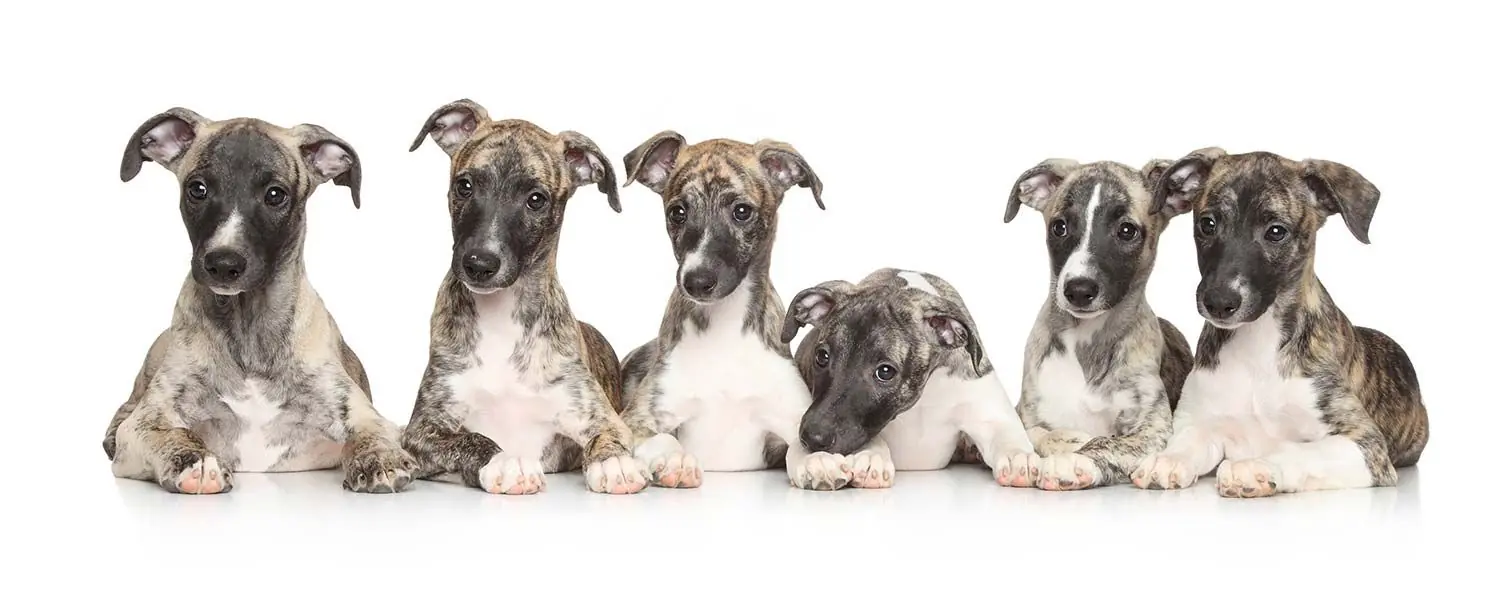 Galgos cachorros