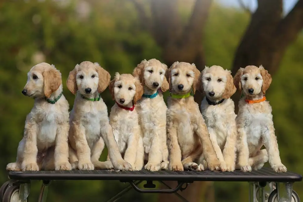 Galgo afgano cachorros